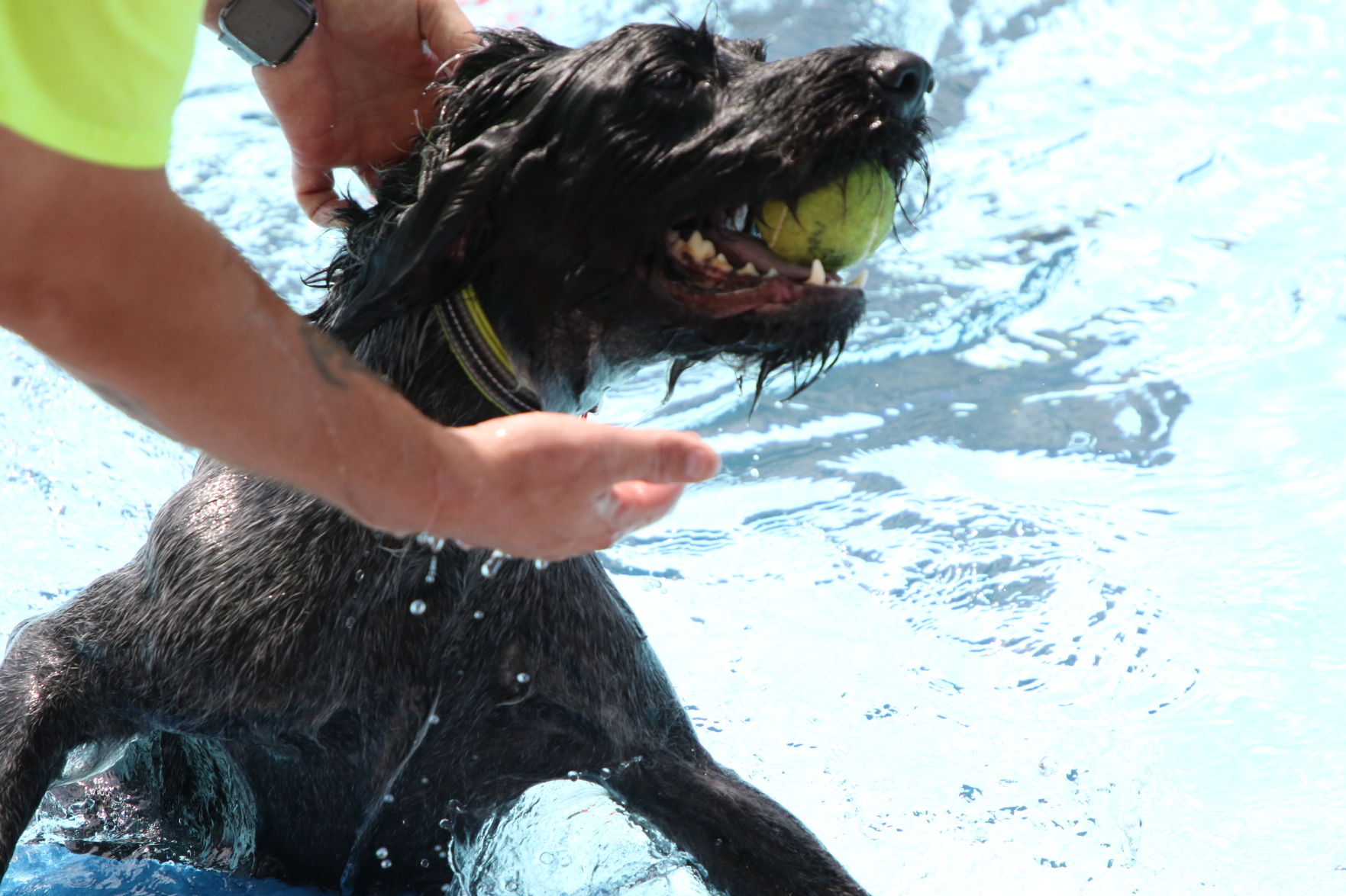 Dogs at the pool (16).JPG